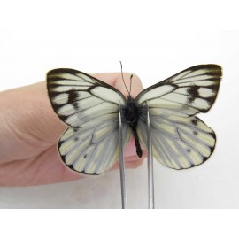 Pieris dubernardi. China, Tibet, Qamdo, Mt.Zonglashan.1M. Pier-Othe-212713.