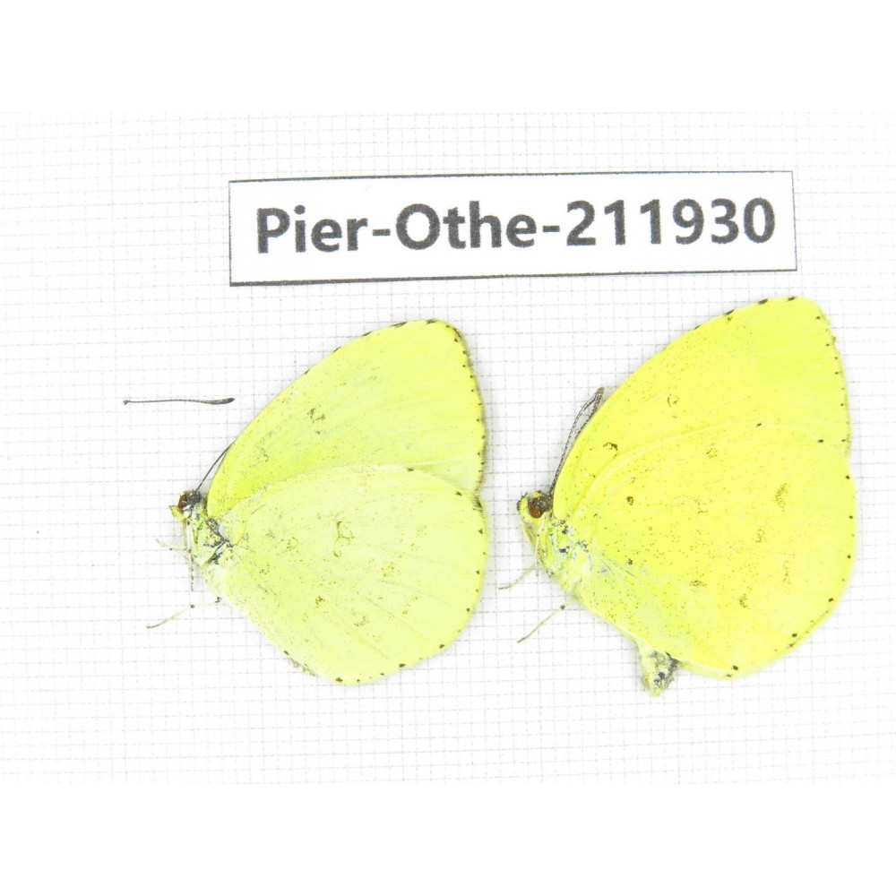 Eurema sp. China, Yunnan, Dali area, C of Mt.Cangshan. 2M. Pier-Othe-211930.