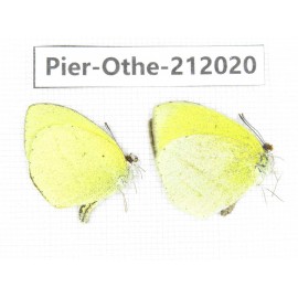 Eurema sp. China, Yunnan, Dali area, C of Mt.Cangshan. 1P. Pier-Othe-212020.