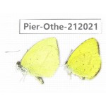 Eurema sp. China, Yunnan, Dali area, C of Mt.Cangshan. 2M. Pier-Othe-212021.