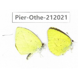 Eurema sp. China, Yunnan, Dali area, C of Mt.Cangshan. 2M. Pier-Othe-212021.
