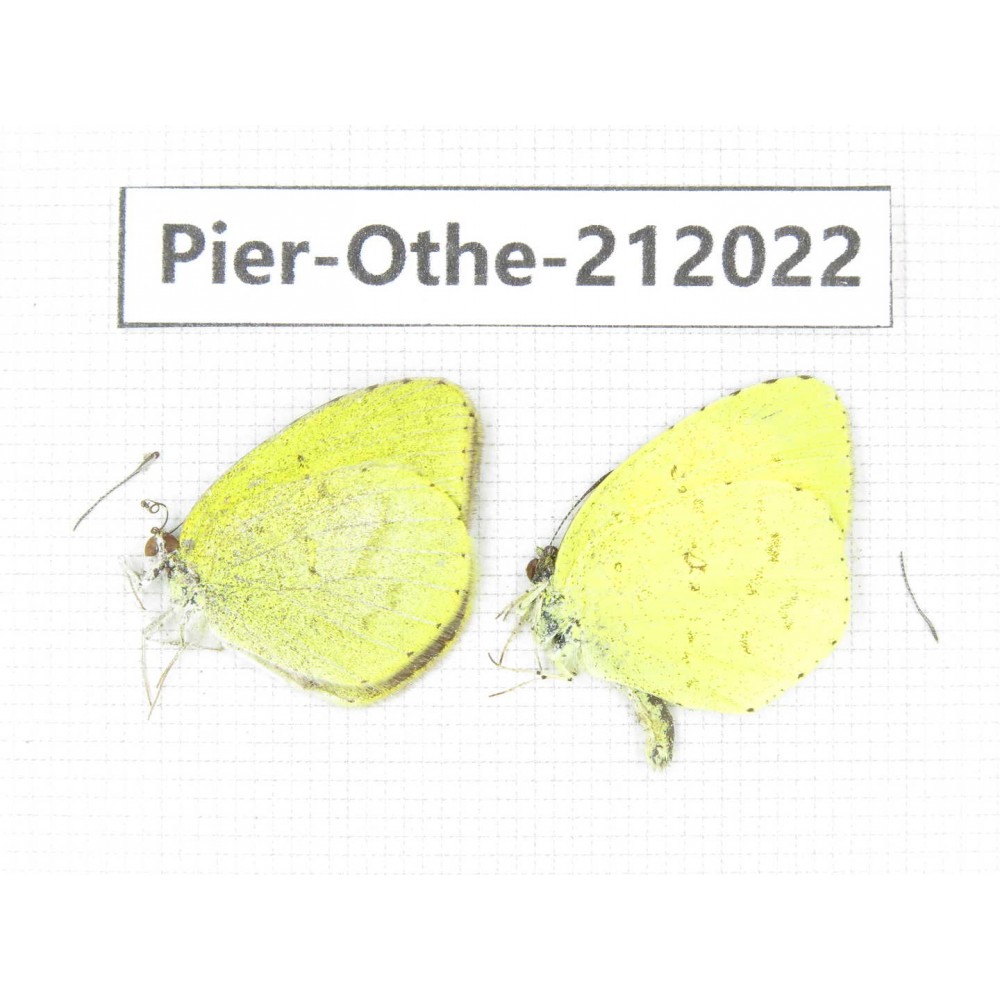 Eurema sp. China, Yunnan, Dali area, C of Mt.Cangshan. 2M. Pier-Othe-212022.