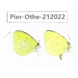 Eurema sp. China, Yunnan, Dali area, C of Mt.Cangshan. 2M. Pier-Othe-212022.