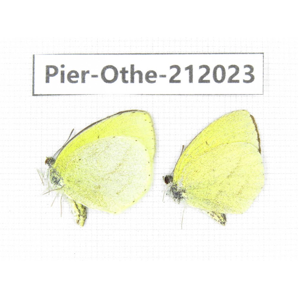Eurema sp. China, Yunnan, Dali area, C of Mt.Cangshan. 2M. Pier-Othe-212023.