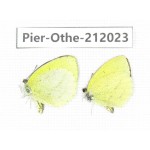 Eurema sp. China, Yunnan, Dali area, C of Mt.Cangshan. 2M. Pier-Othe-212023.