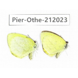 Eurema sp. China, Yunnan, Dali area, C of Mt.Cangshan. 2M. Pier-Othe-212023.