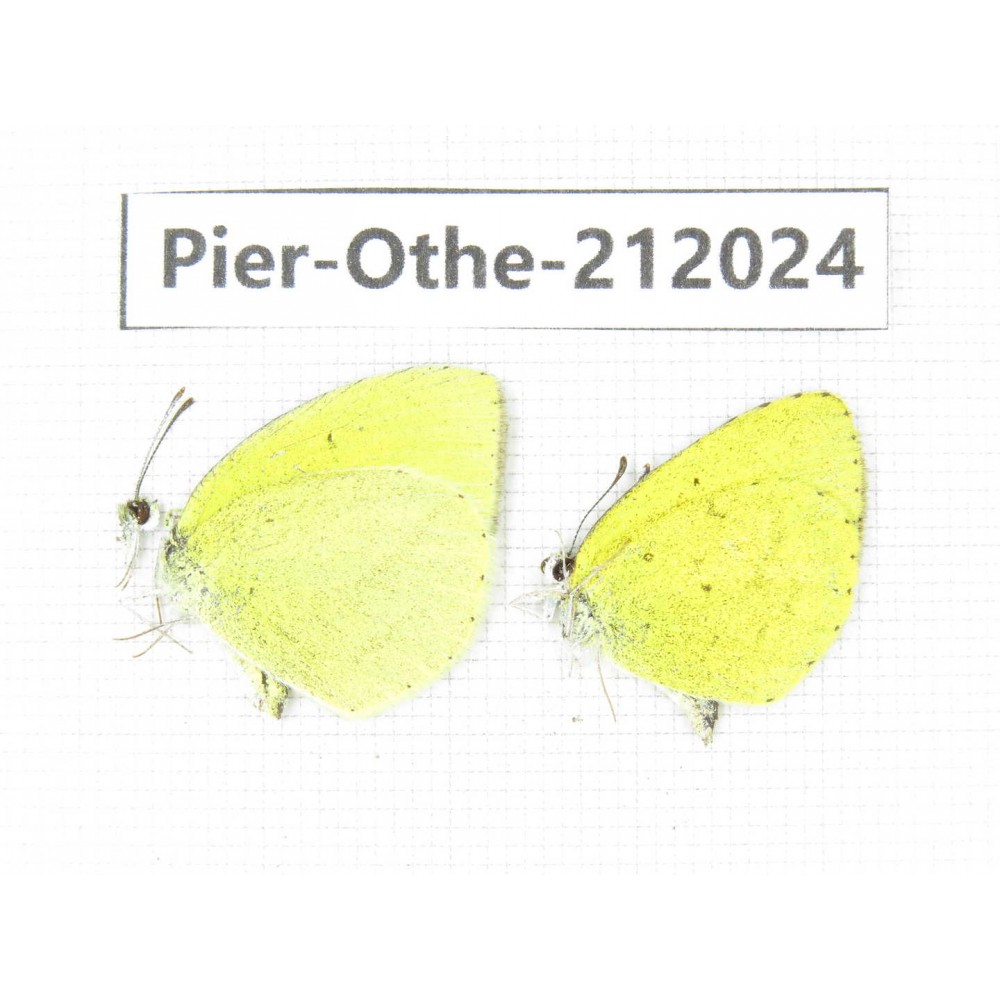 Eurema sp. China, Yunnan, Dali area, C of Mt.Cangshan. 2M. Pier-Othe-212024.