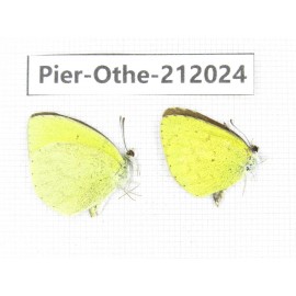 Eurema sp. China, Yunnan, Dali area, C of Mt.Cangshan. 2M. Pier-Othe-212024.