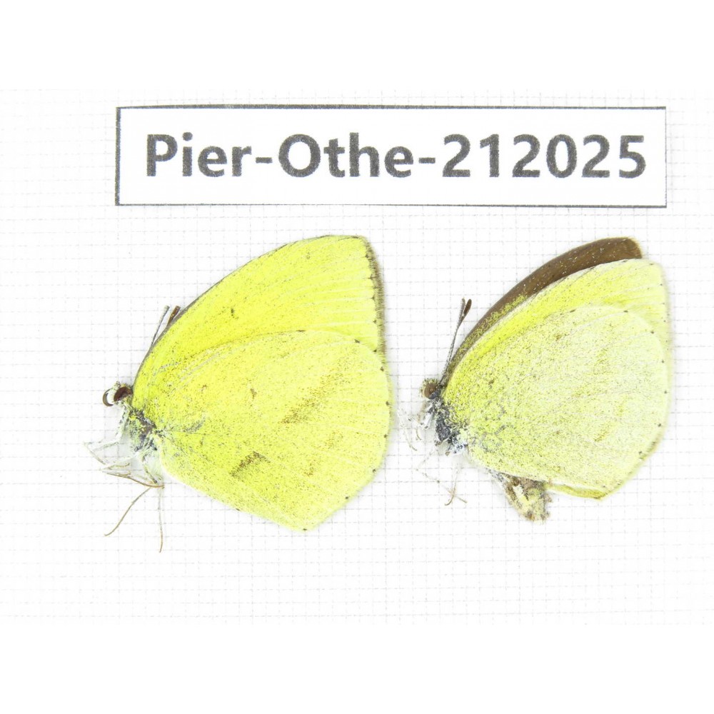 Eurema sp. China, Yunnan, Dali area, C of Mt.Cangshan. 2M. Pier-Othe-212025.