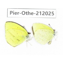 Eurema sp. China, Yunnan, Dali area, C of Mt.Cangshan. 2M. Pier-Othe-212025.
