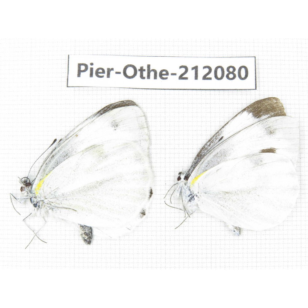 Pieris rapae ssp. China, Yunnan, Dali area, C of Mt.Cangshan. 2M. Pier-Othe-212080.
