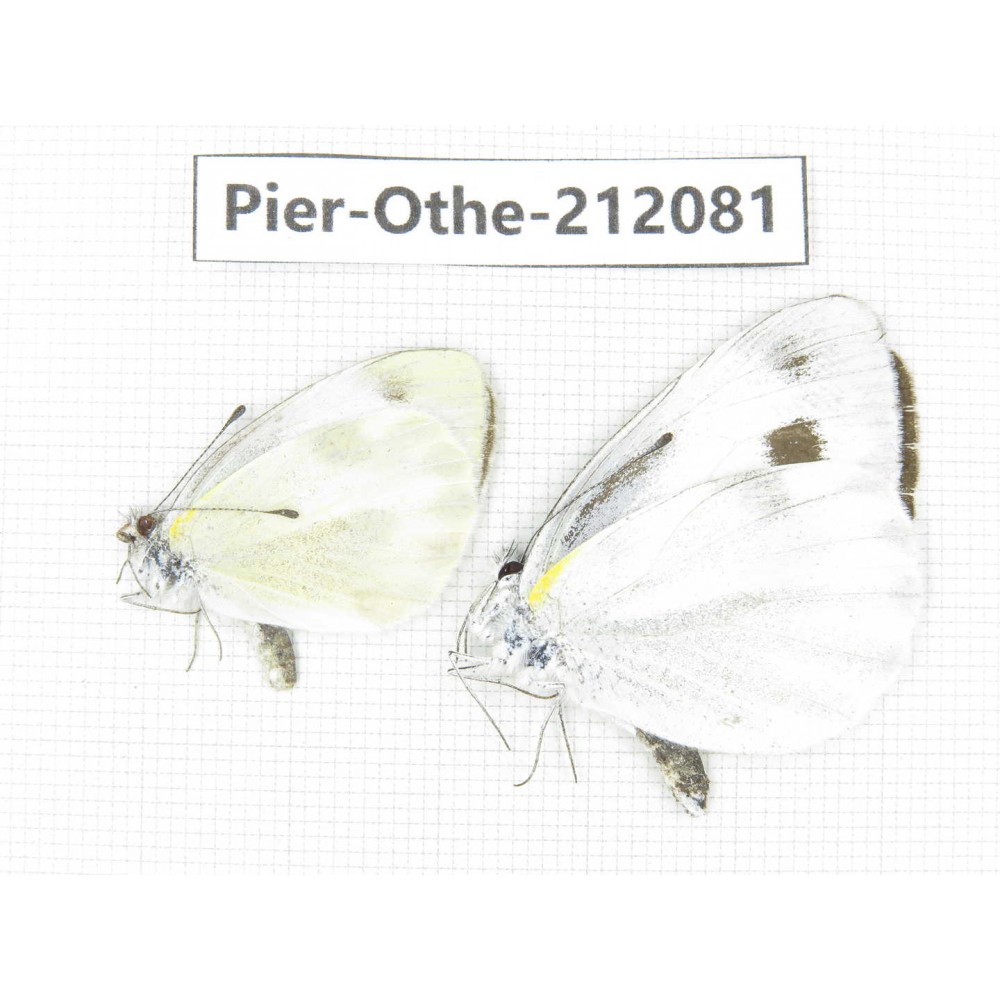 Pieris rapae ssp. China, Yunnan, Dali area, C of Mt.Cangshan. 2M. Pier-Othe-212081.