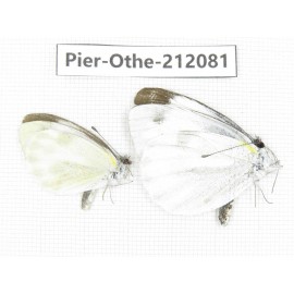 Pieris rapae ssp. China, Yunnan, Dali area, C of Mt.Cangshan. 2M. Pier-Othe-212081.