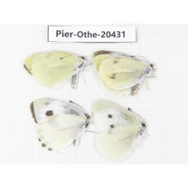 Pieris rapae ssp. China, Yunnan, Dali, Fengyi town. 4M. Pier-Othe-20431.