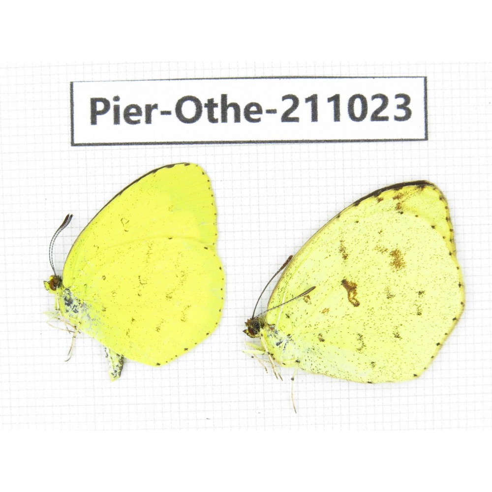 Eurema sp. China, Yunnan, Dali, Fengyi town. 2M. Pier-Othe-211023.