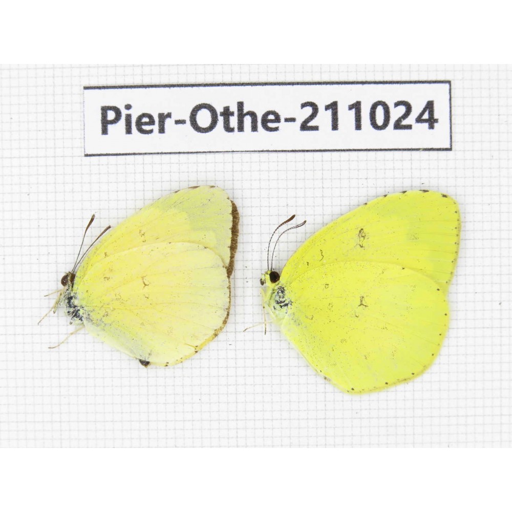Eurema sp. China, Yunnan, Dali, Fengyi town. 2M. Pier-Othe-211024.