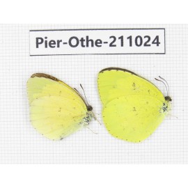 Eurema sp. China, Yunnan, Dali, Fengyi town. 2M. Pier-Othe-211024.