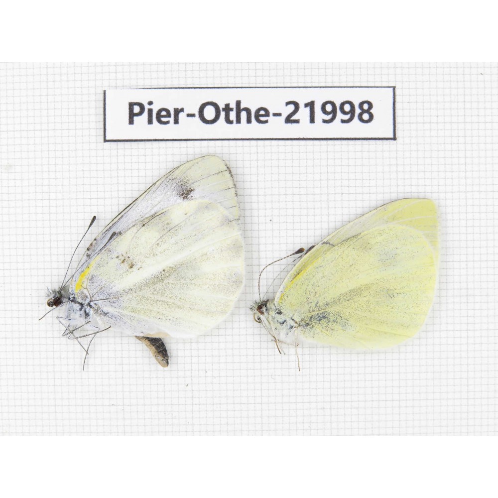 Pieris rapae ssp. China, Yunnan, Dali, Fengyi town. 2M. Pier-Othe-21998.