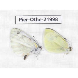 Pieris rapae ssp. China, Yunnan, Dali, Fengyi town. 2M. Pier-Othe-21998.