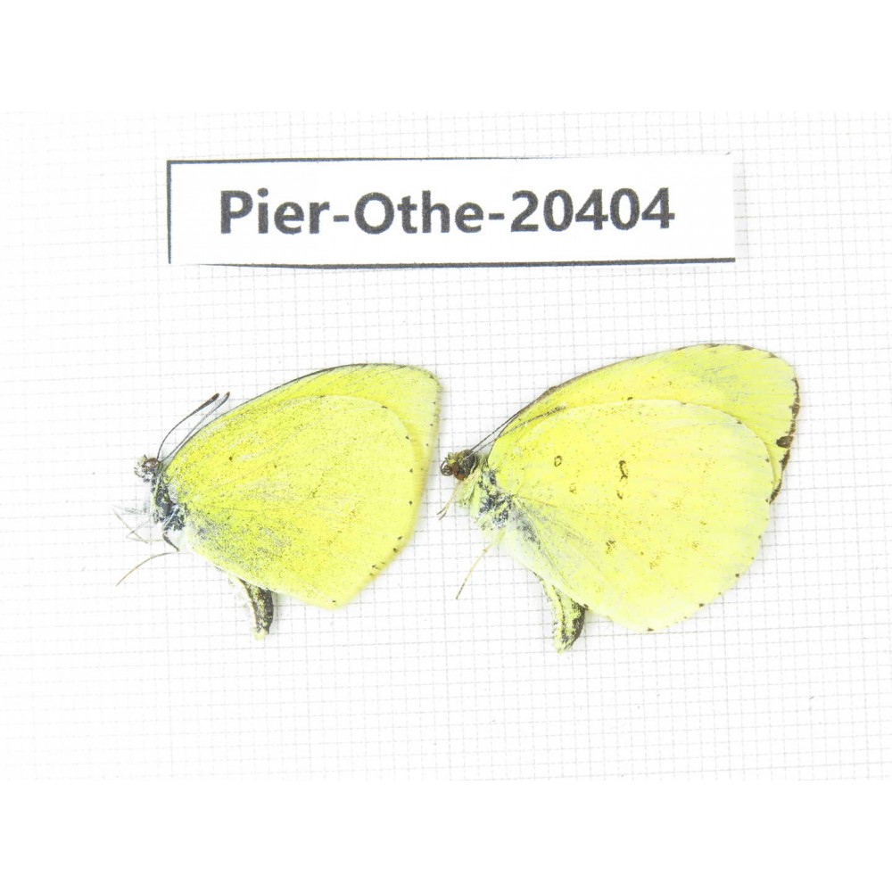 Eurema hecabe. China, Yunnan, Dali, Fengyi town. 2M. Pier-othe-20404.
