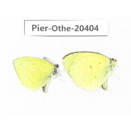 Eurema hecabe. China, Yunnan, Dali, Fengyi town. 2M. Pier-othe-20404.