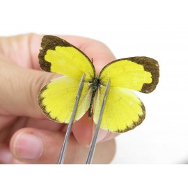 Eurema hecabe. China, Yunnan, Dali, Fengyi town. 2M. Pier-othe-20404.