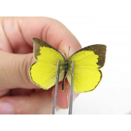 Eurema hecabe. China, Yunnan, Dali, Fengyi town. 2M. Pier-othe-20404.