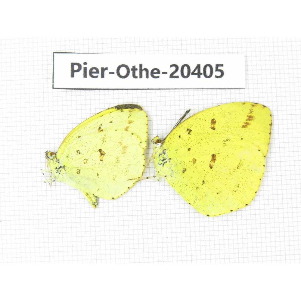 Eurema hecabe. China, Yunnan, Dali, Fengyi town. 2M. Pier-othe-20405.