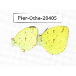 Eurema hecabe. China, Yunnan, Dali, Fengyi town. 2M. Pier-othe-20405.