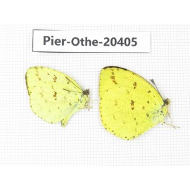 Eurema hecabe. China, Yunnan, Dali, Fengyi town. 2M. Pier-othe-20405.