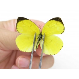 Eurema hecabe. China, Yunnan, Dali, Fengyi town. 2M. Pier-othe-20405.