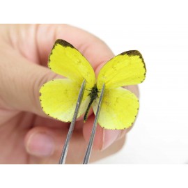 Eurema hecabe. China, Yunnan, Dali, Fengyi town. 2M. Pier-othe-20405.