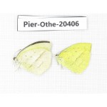 Eurema laeta. China, Yunnan, Dali, Fengyi town. 2M. Pier-othe-20406.
