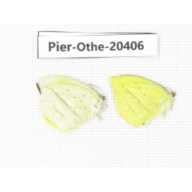 Eurema laeta. China, Yunnan, Dali, Fengyi town. 2M. Pier-othe-20406.