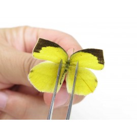 Eurema laeta. China, Yunnan, Dali, Fengyi town. 2M. Pier-othe-20406.