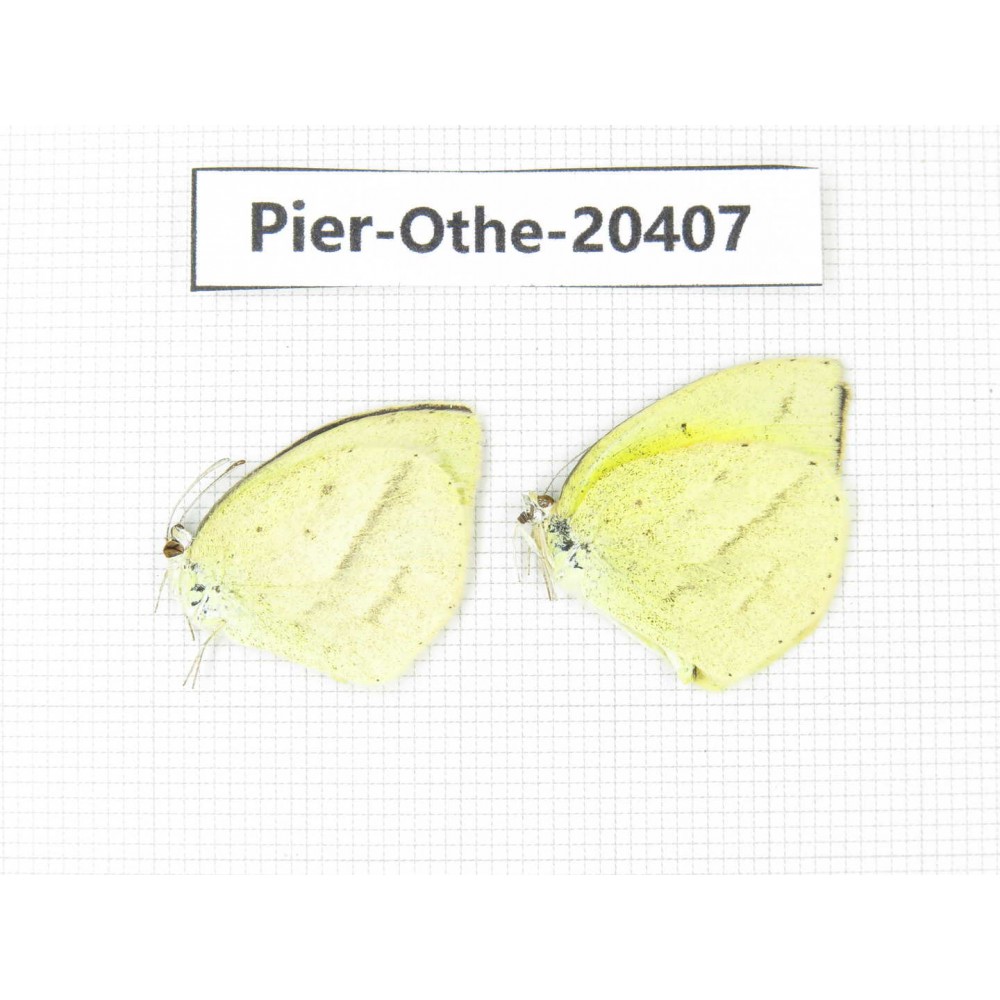Eurema laeta. China, Yunnan, Dali, Fengyi town. 2M. Pier-othe-20407.