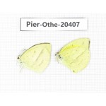 Eurema laeta. China, Yunnan, Dali, Fengyi town. 2M. Pier-othe-20407.