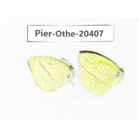 Eurema laeta. China, Yunnan, Dali, Fengyi town. 2M. Pier-othe-20407.