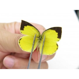 Eurema laeta. China, Yunnan, Dali, Fengyi town. 2M. Pier-othe-20407.