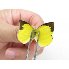 Eurema laeta. China, Yunnan, Dali, Fengyi town. 2M. Pier-othe-20407.