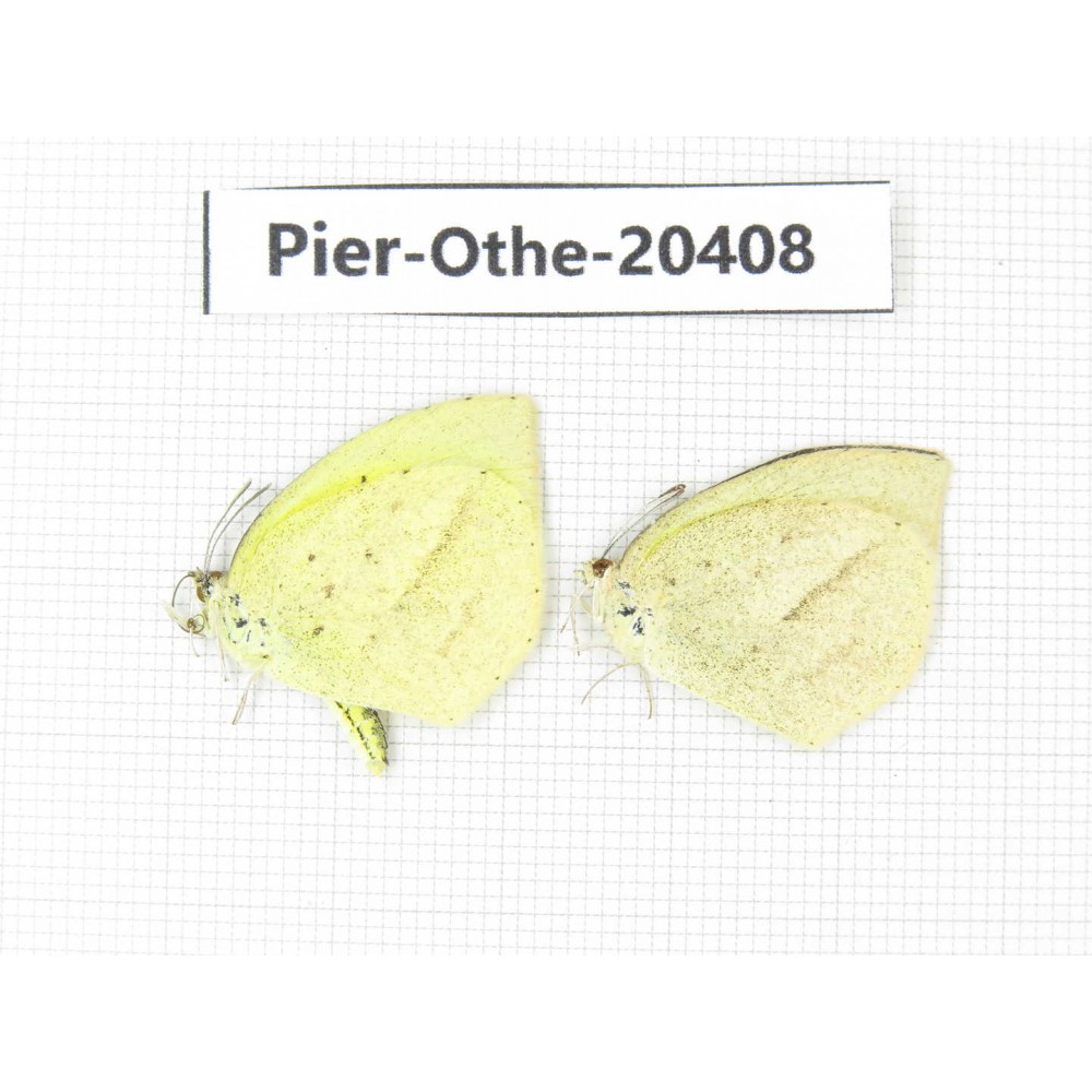Eurema laeta. China, Yunnan, Dali, Fengyi town. 2M. Pier-othe-20408.