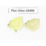 Eurema laeta. China, Yunnan, Dali, Fengyi town. 2M. Pier-othe-20408.