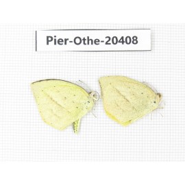 Eurema laeta. China, Yunnan, Dali, Fengyi town. 2M. Pier-othe-20408.
