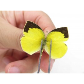 Eurema laeta. China, Yunnan, Dali, Fengyi town. 2M. Pier-othe-20408.