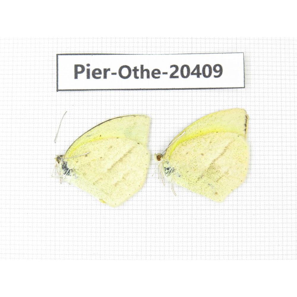 Eurema laeta. China, Yunnan, Dali, Fengyi town. 2M. Pier-othe-20409.