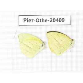 Eurema laeta. China, Yunnan, Dali, Fengyi town. 2M. Pier-othe-20409.