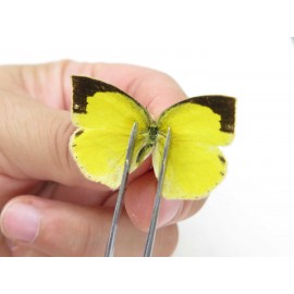 Eurema laeta. China, Yunnan, Dali, Fengyi town. 2M. Pier-othe-20409.
