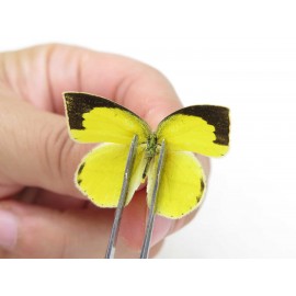 Eurema laeta. China, Yunnan, Dali, Fengyi town. 2M. Pier-othe-20409.