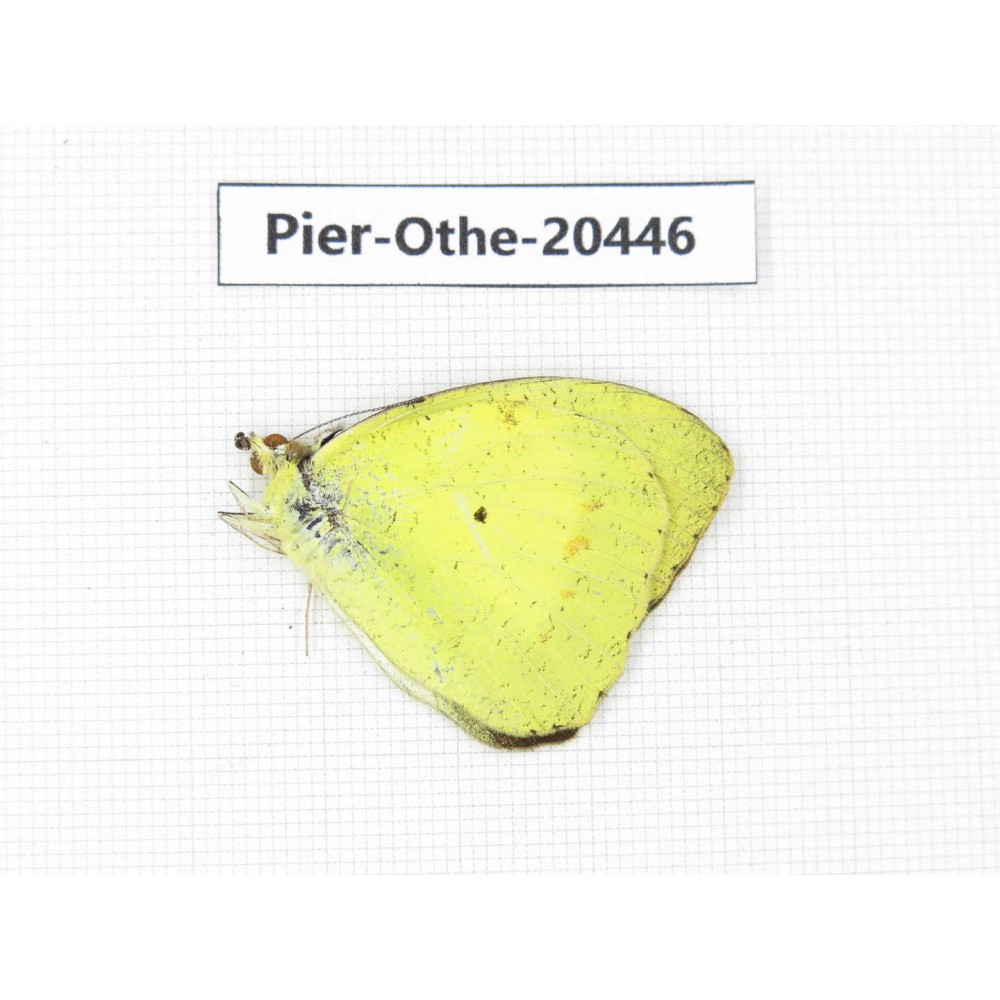 Ixias pyrene ssp. China, Yunnan, Dali, S of Mt.Cangshan. 1M. Pier-Othe-20446.