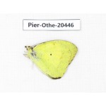 Ixias pyrene ssp. China, Yunnan, Dali, S of Mt.Cangshan. 1M. Pier-Othe-20446.